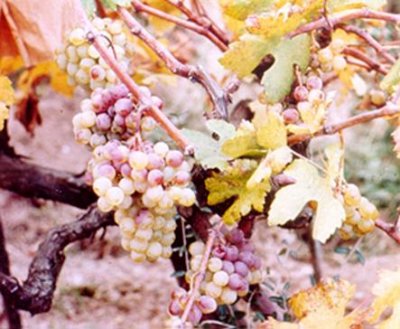 Kurşuni küf hastalığının salkımlardaki belirtisi